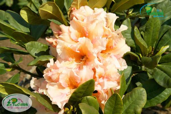 Rhododendron Norfolk Candy